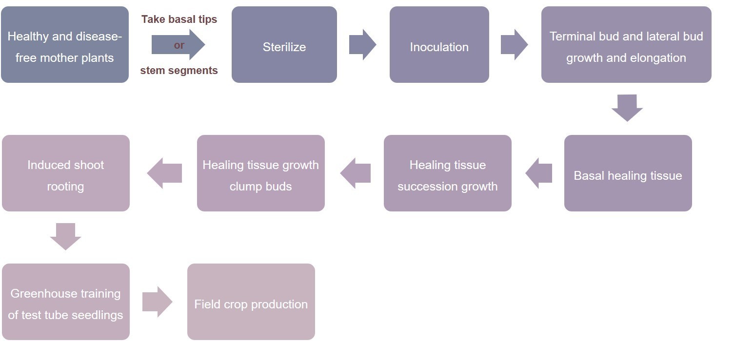 Araceae plant production procedure - Lifeasible